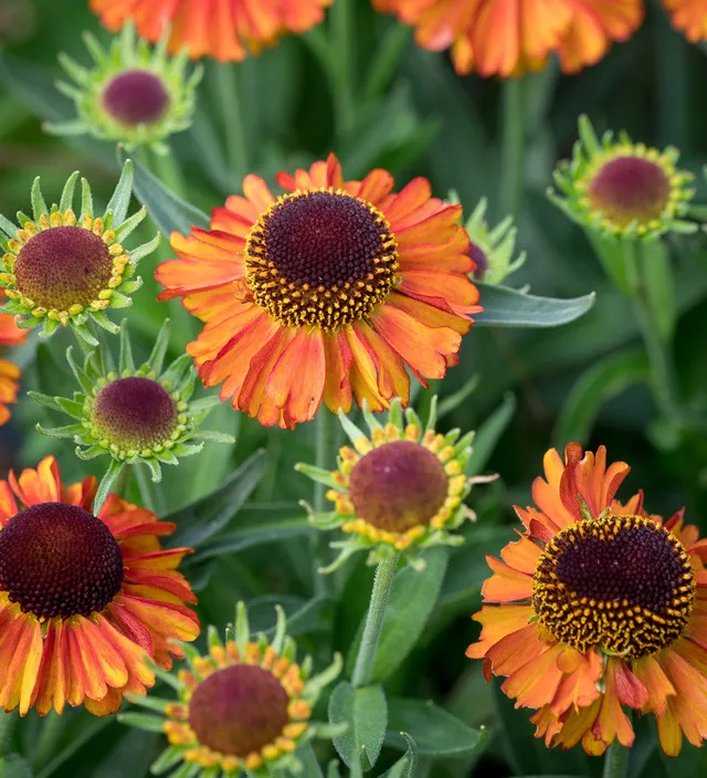Sarah Raven Plants Helenium autumnale Short and Sassy Staude 3x9cm Herbst