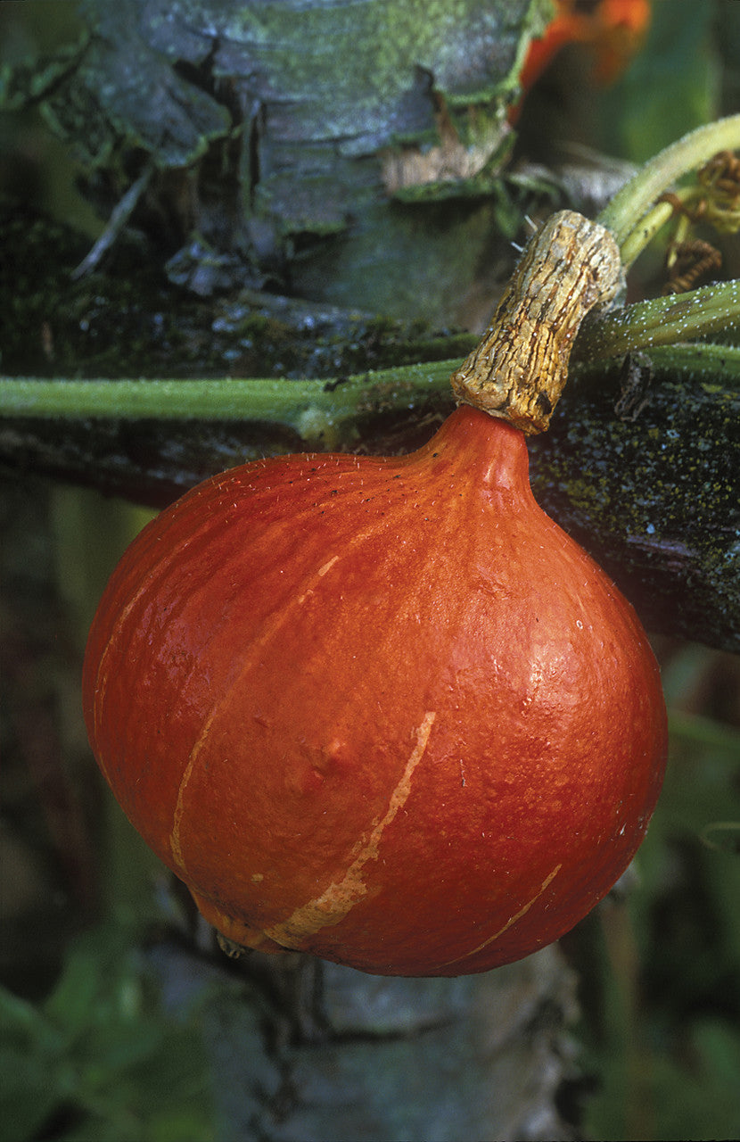 Sarah Raven Seeds Kürbis Uchiki Kuri Saatgut 20 Samen bio süß