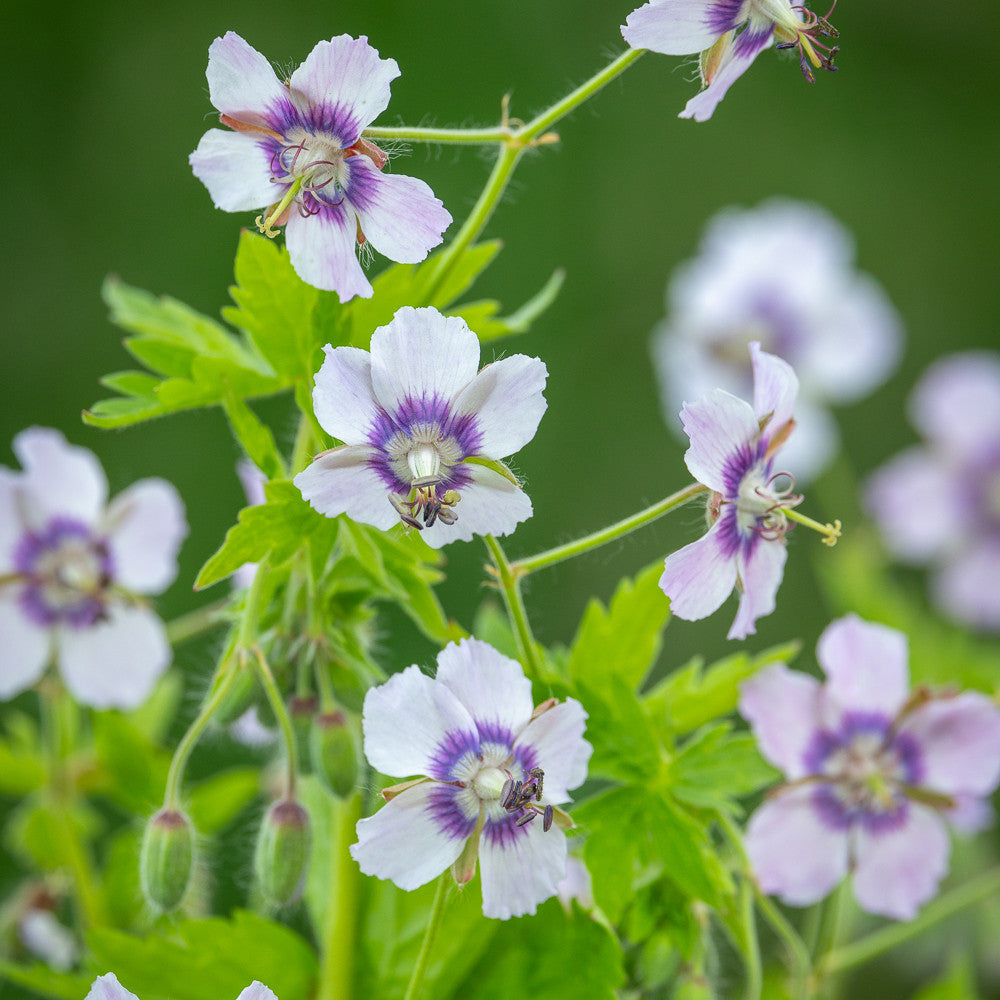 Sarah Raven Plants Geranium Wendy's Blush Pflanze 3x 9cm Schatten
