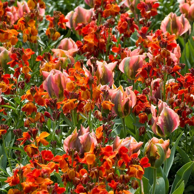 Sarah Raven Plants Tulpe Artist Blumenzwiebeln 16er Kollektion Duft