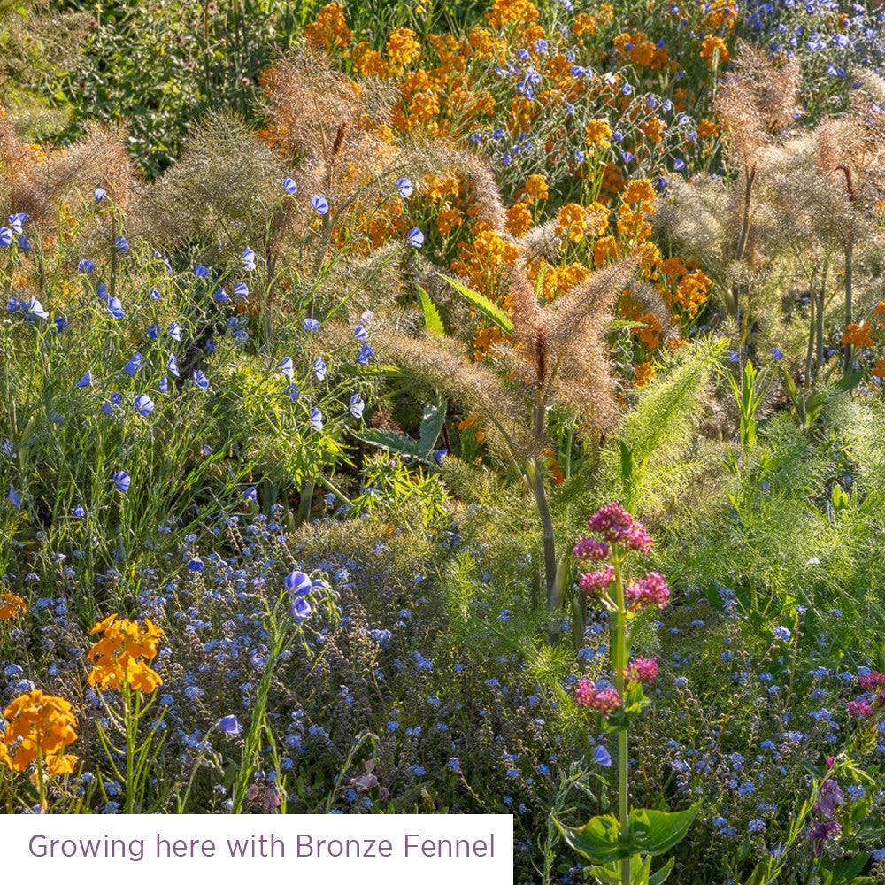Sarah Raven Seeds Meadow for Birds Blumensamen 6 g 18 Arten