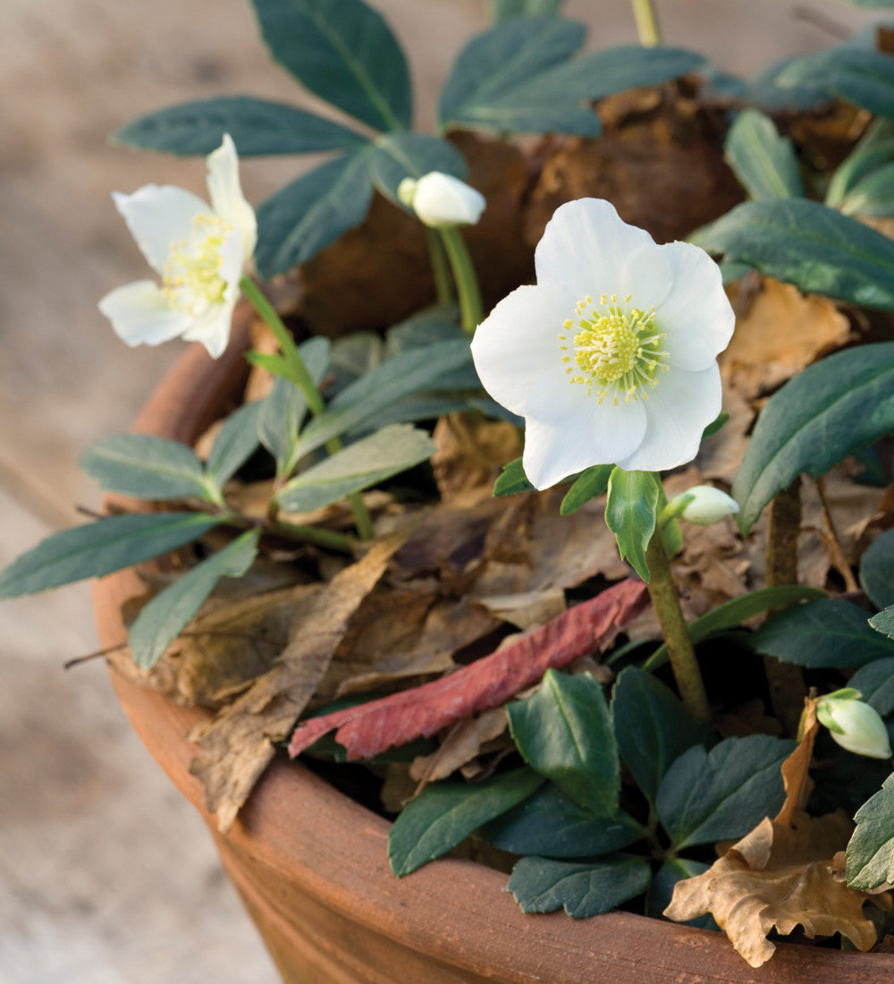Sarah Raven Plants Helleborus niger Christrose 3x9cm weiß Winter