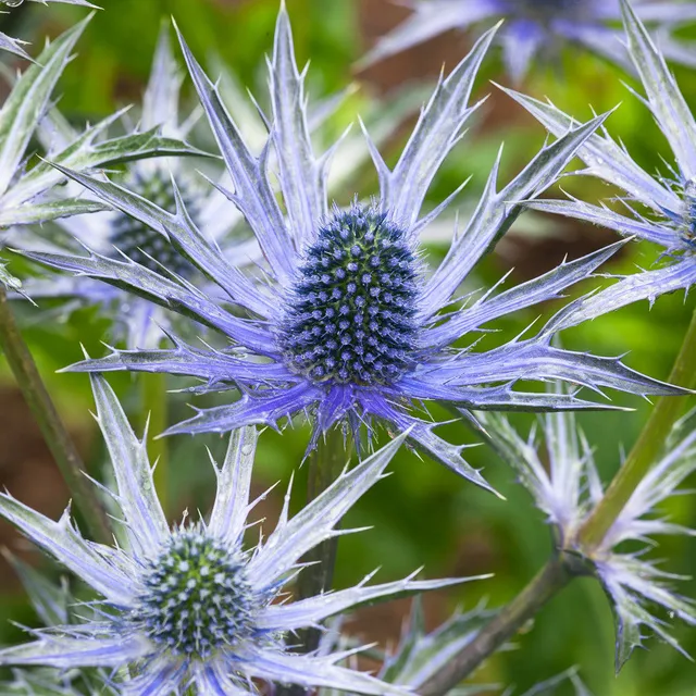 Sarah Raven Plants Eryngium Big Blue Pflanze 3 x 9cm Töpfe Blau