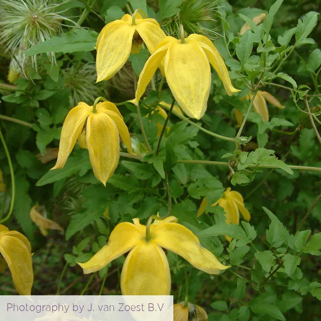 Sarah Raven Plants Clematis Lambton Park Waldrebe 2L gelb