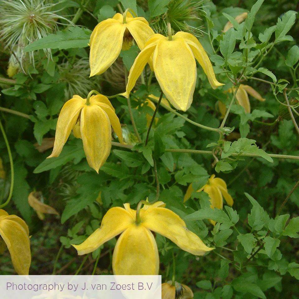 Sarah Raven Plants Clematis Lambton Park Waldrebe 2L gelb