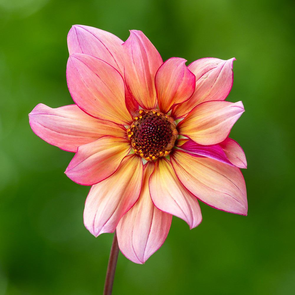 Sarah Raven Jonathan Buckley Dahlie 1 Knolle Schnittblume