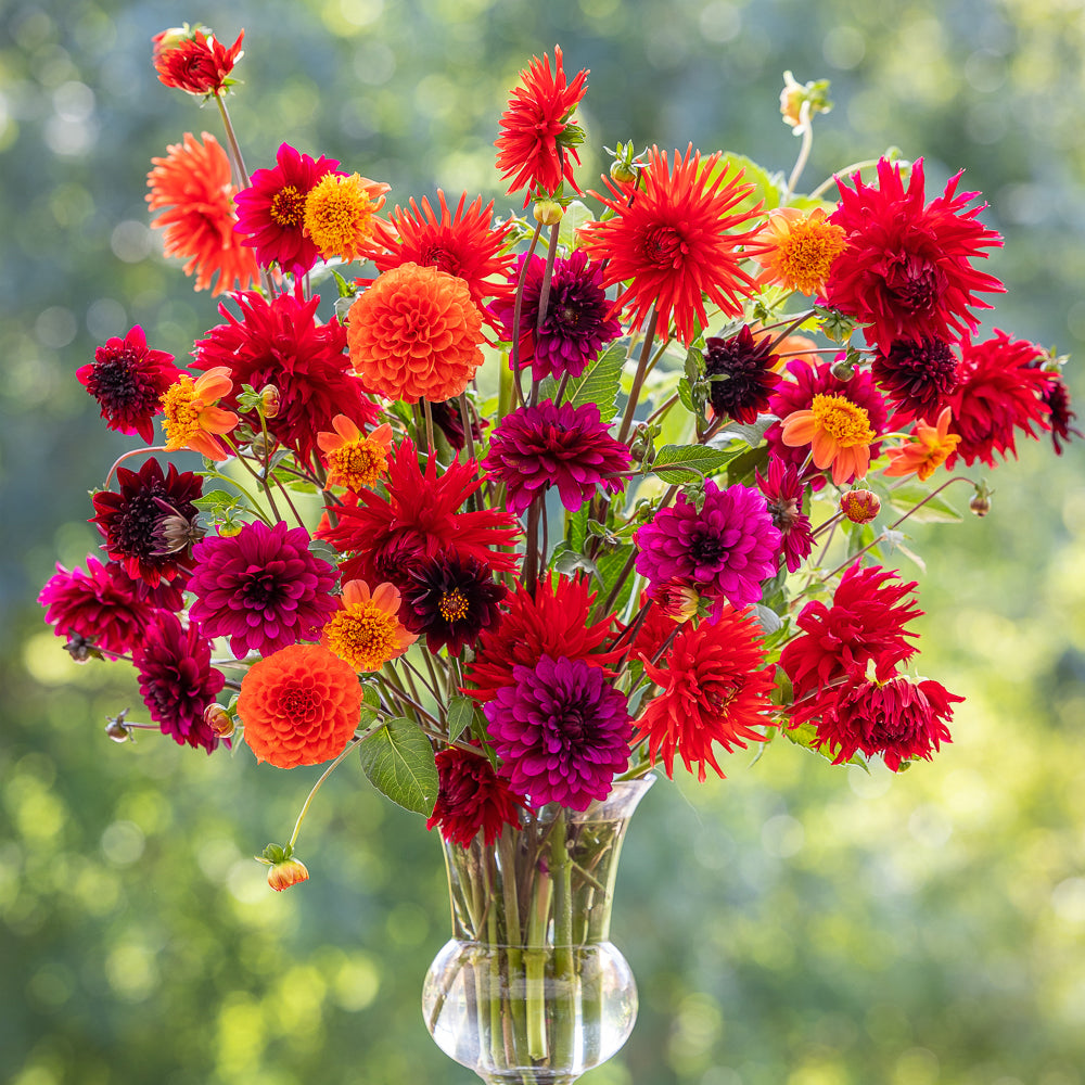 Sarah Raven Perch Hill Dahlia Day Kurs 18. September Dahlien