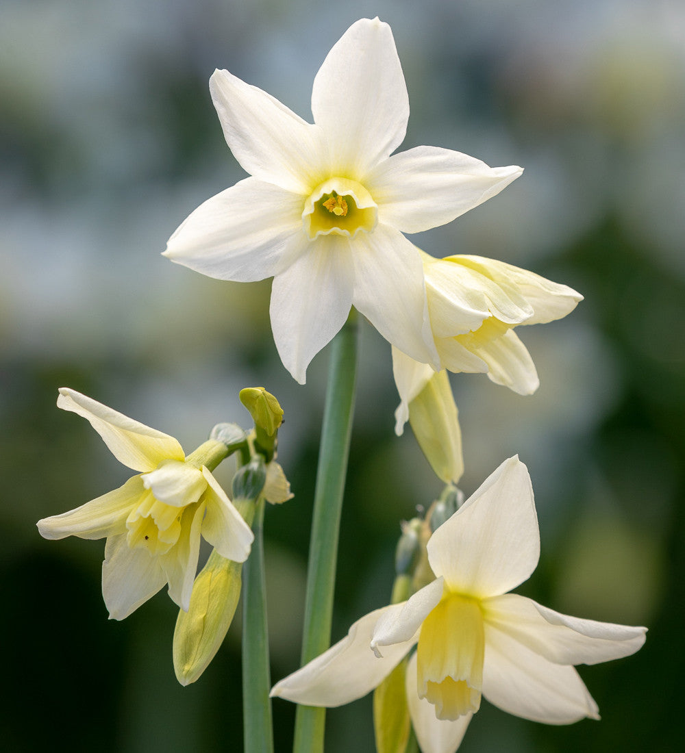 Sarah Raven Bulbs Narzisse Toto Blumenzwiebeln 15 Stück