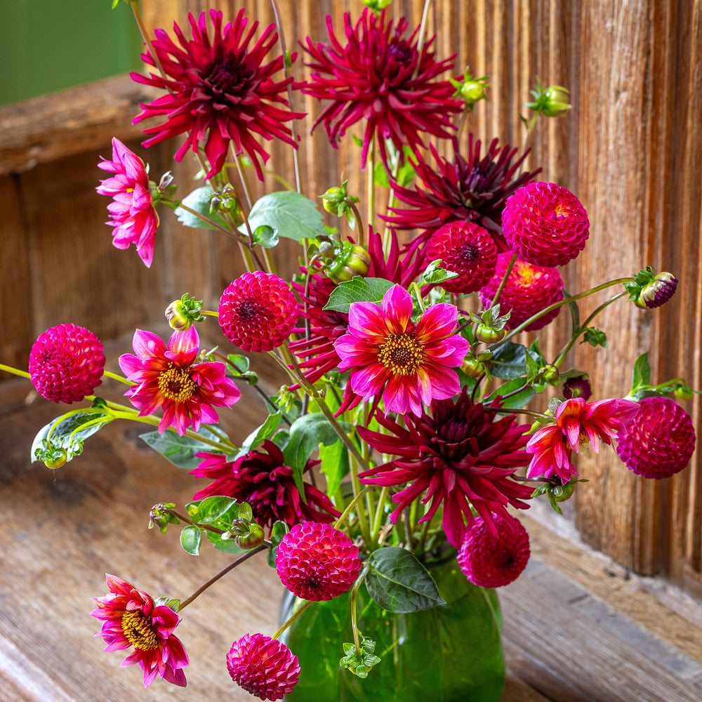 Sarah Raven Josies Dahlien Kollektion Knollen 3 Knollen