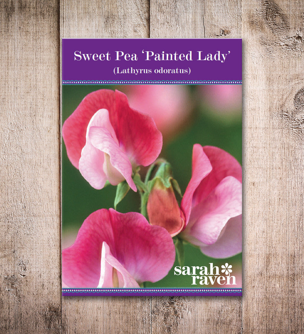 Sarah Raven Seeds Sweet Pea Painted Lady Blumensamen 20 Stück duftend