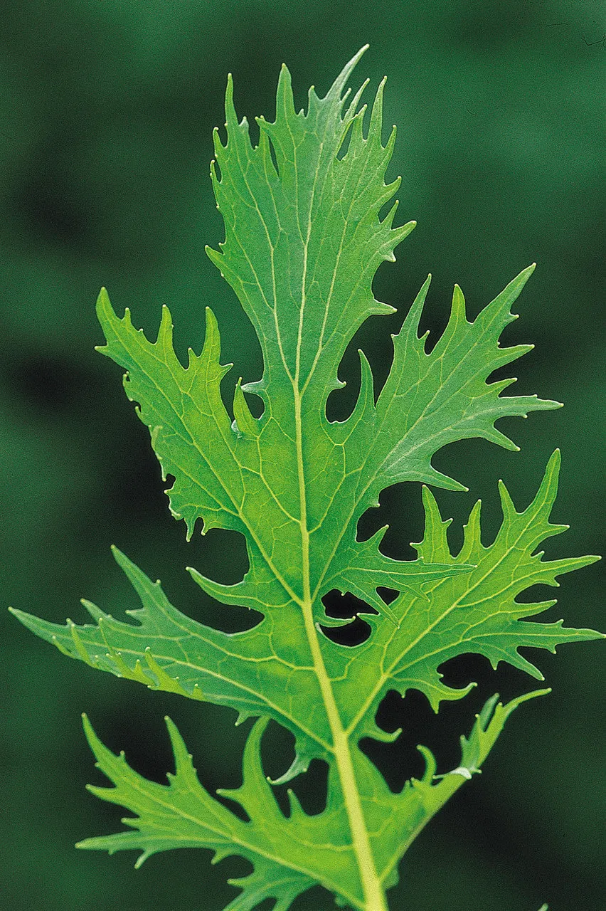 Sarah Raven Seeds Mizuna Samen 500 Stück bio Salatsamen