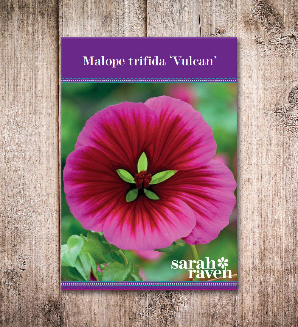 Sarah Raven Seeds Malope Vulcan Samen 70 Stück magenta