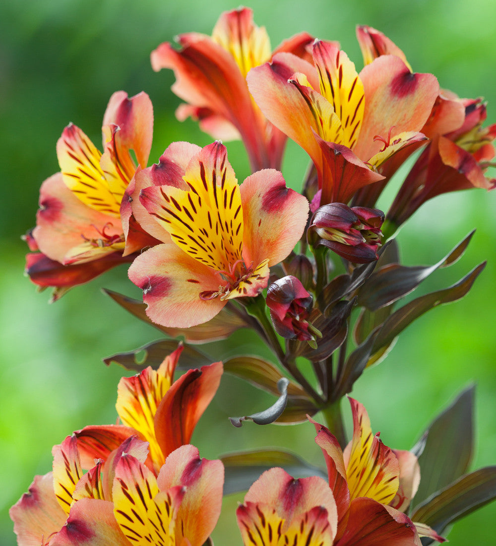 Sarah Raven Plants Alstroemeria Indian Summer Pflanze 2L orange