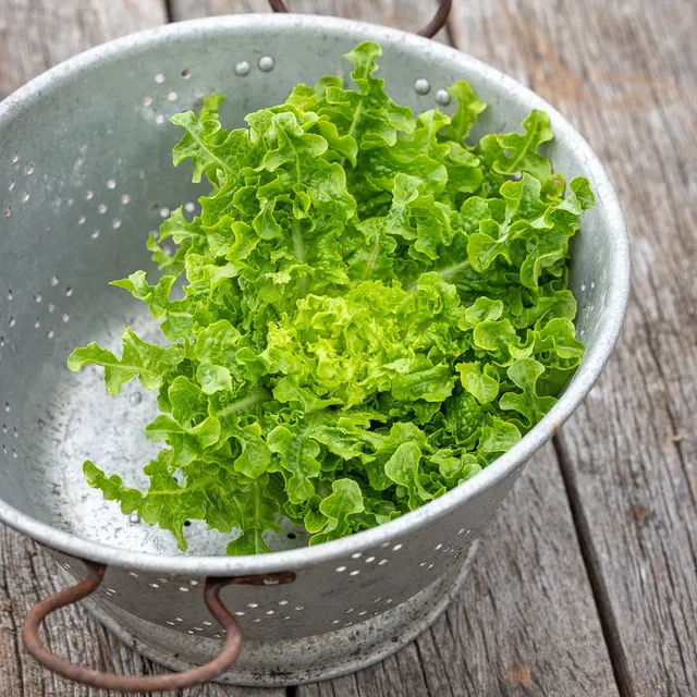 Sarah Raven Seeds Lettuce Ashbrook Salatsamen 250 Samen knackig