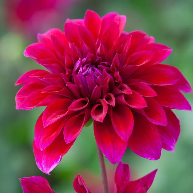 Sarah Raven Dahlia Babylon Paars Knolle 1 Stück lila