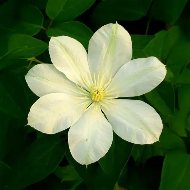 Sarah Raven Plants Clematis Guernsey Cream Pflanze 2L weiß