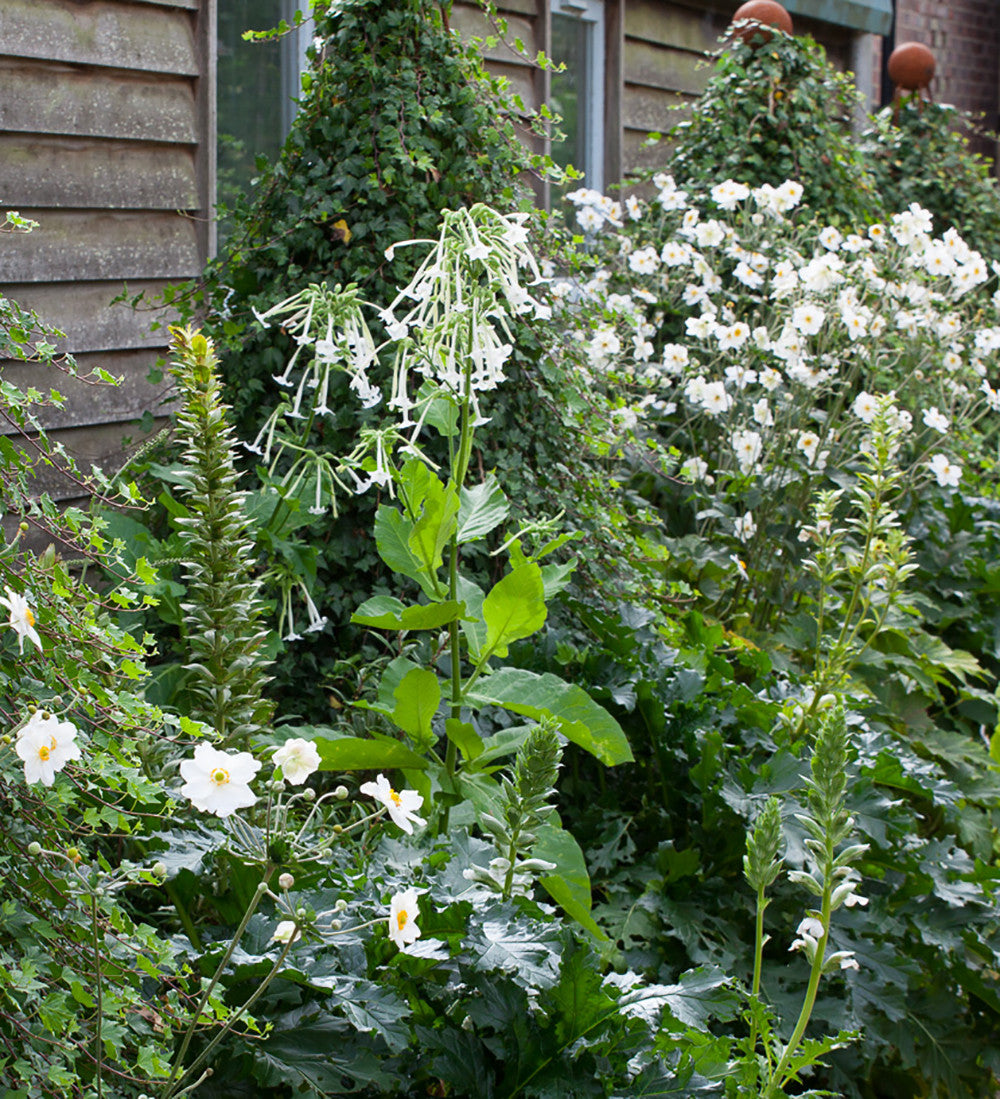 Sarah Raven Seeds Nicotiana Only the Lonely Samen 200 Korn Nachduft