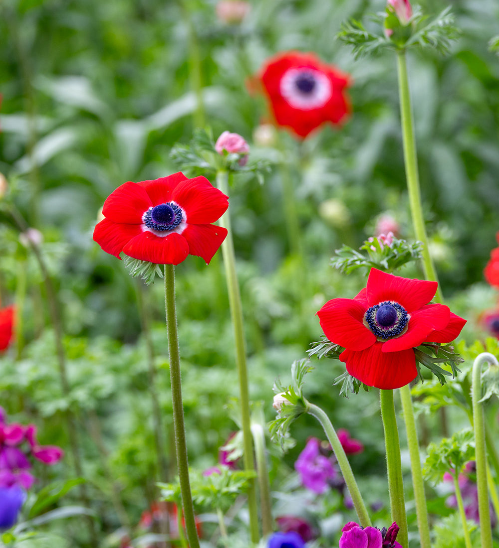Sarah Raven Bulbs Anemone coronaria Red Knollen 20 Stück rot
