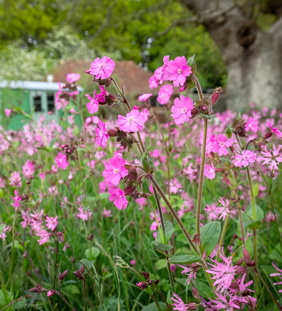 Sarah Raven Seeds Silene Dioica Saatgut 200 Samen