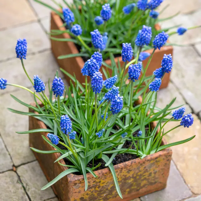 Sarah Raven Bulbs Muscari Blue Magic Blumenzwiebeln 25 Stück blau