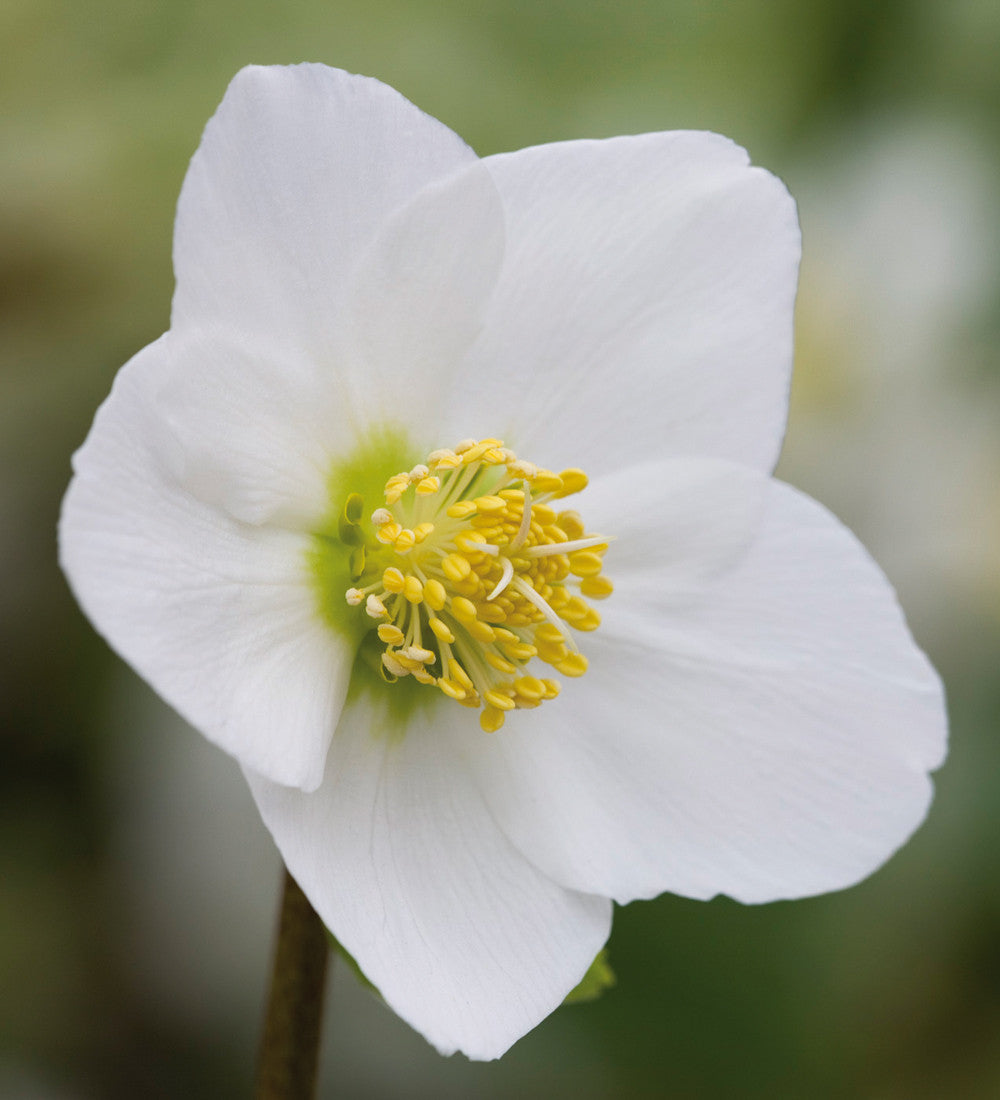 Sarah Raven Plants Helleborus niger Christrose 3x9cm weiß Winter