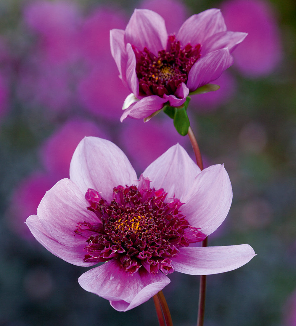Sarah Raven Dahlia Blue Bayou Dahlienknolle 1 Knolle nektarreich