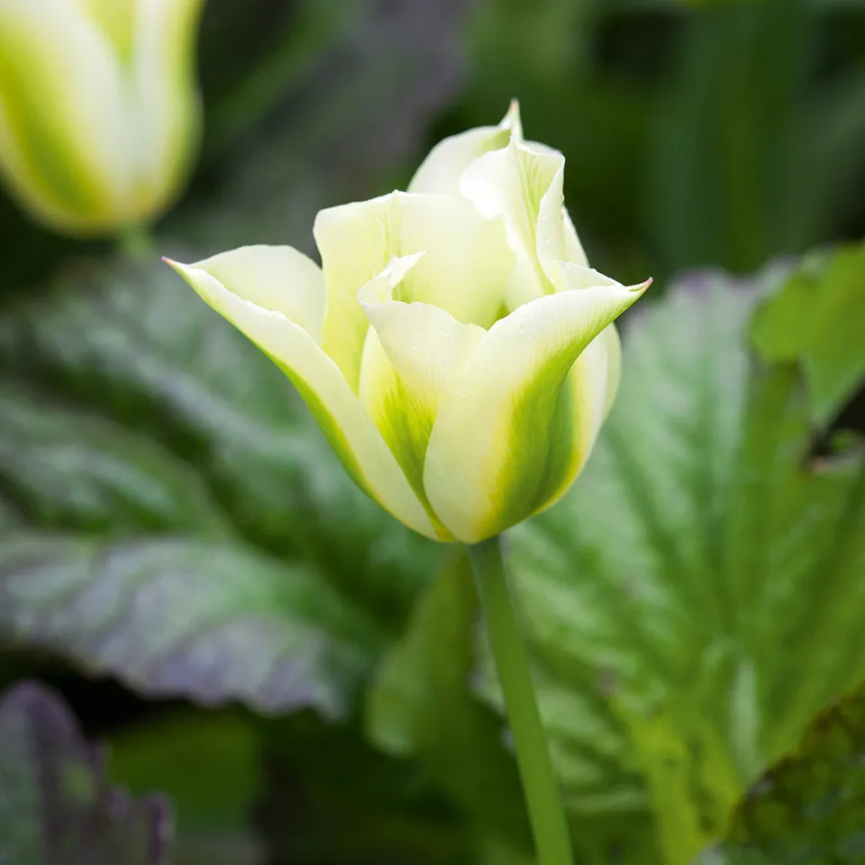 Sarah Raven Bulbs Spring Green Tulpenzwiebeln 10 Stück grün-weiß
