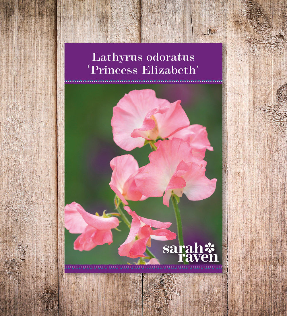 Sarah Raven Sweet Pea Princess Elizabeth Blumensamen 25 Samen rosa