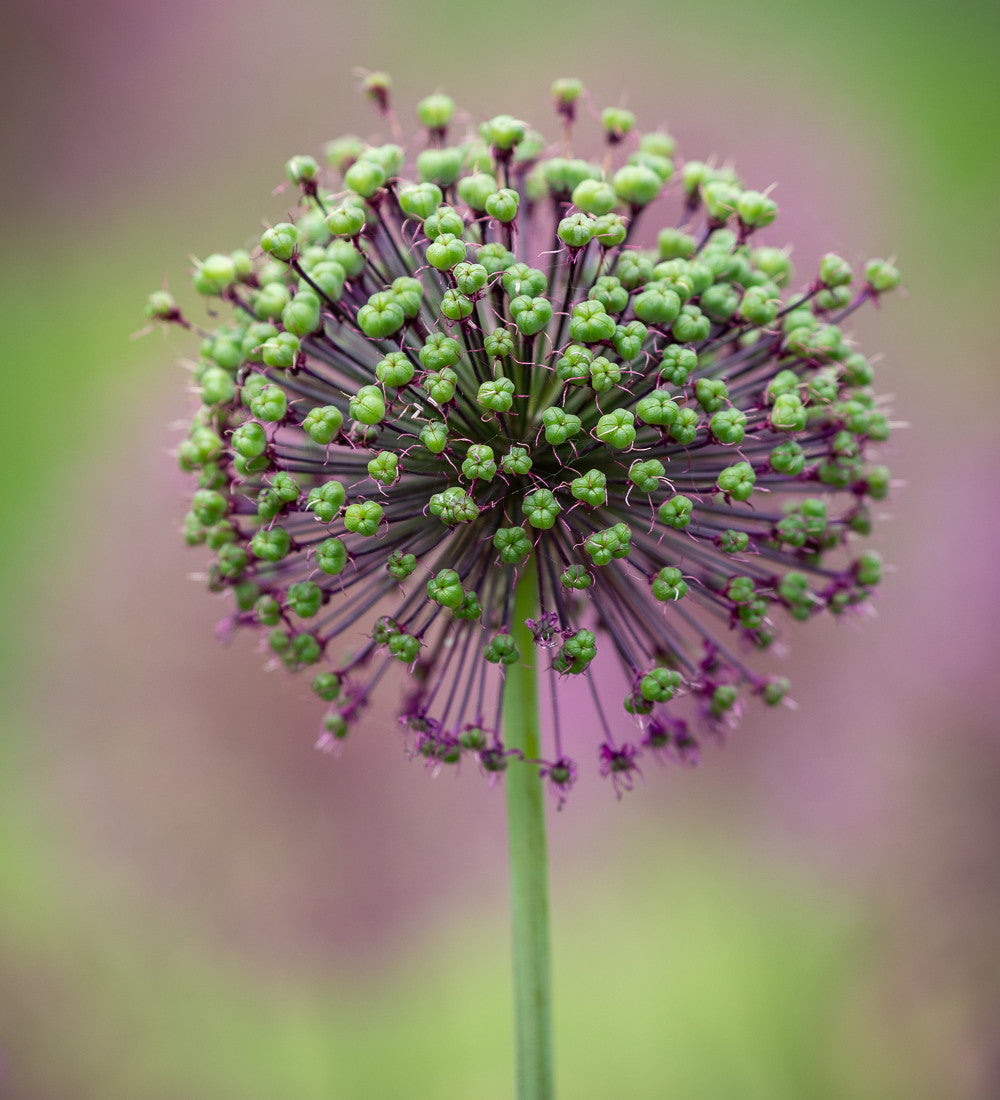 Sarah Raven Bulbs Allium Purple Sensation Zwiebel 15 Stück