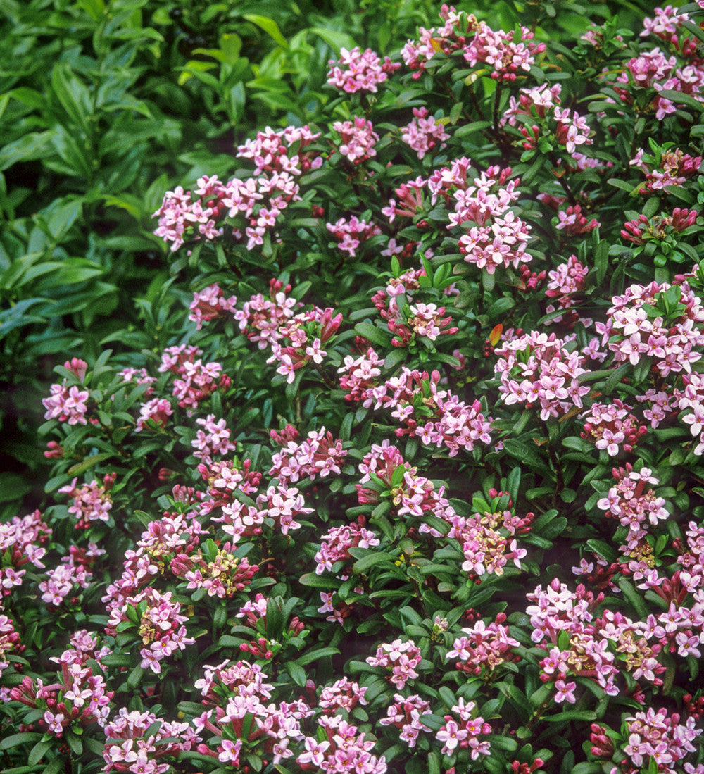 Sarah Raven Plants Daphne Eternal Fragrance Pink Pflanze 2-L-Topf