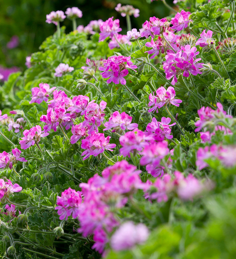 Sarah Raven Plants Pelargonium Pink Capitatum 3 Töpfe Duft