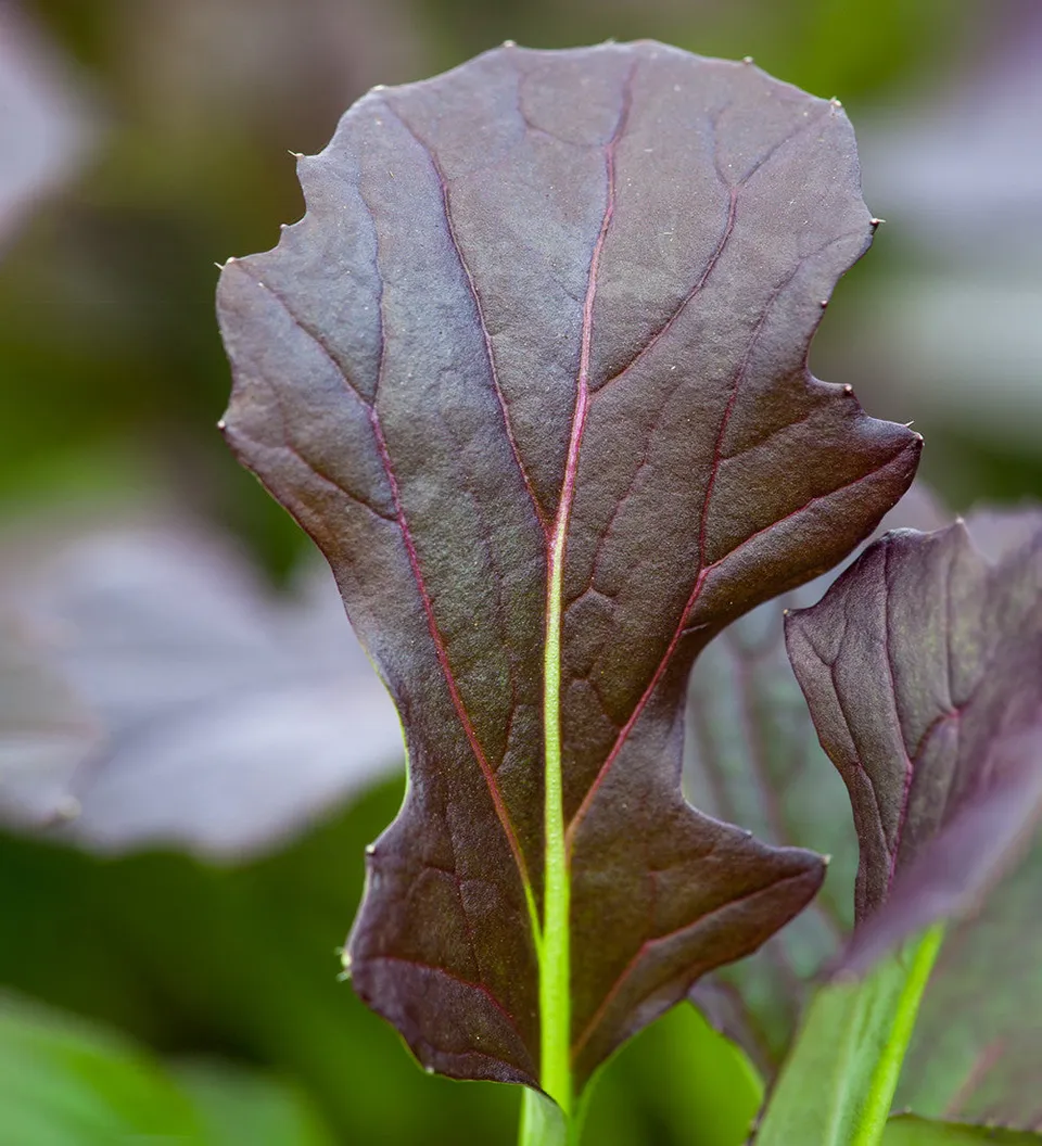 Sarah Raven Seeds Mizuna Red Knight F1 Samen 400 violett