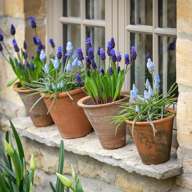 Sarah Raven Windowsill Muscari Blumenzwiebeln 50 Stück