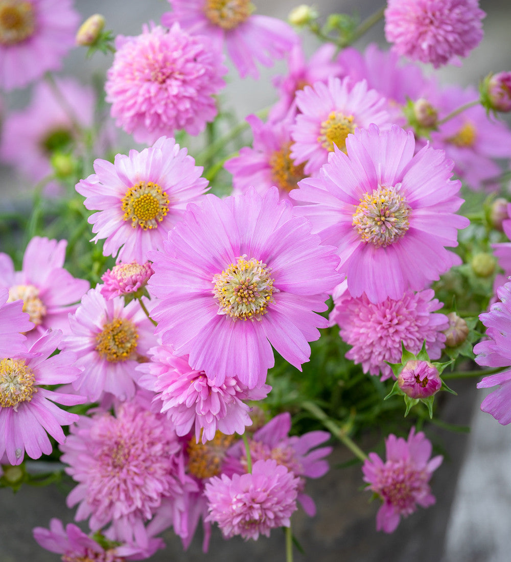 Sarah Raven Plants Cosmos Pink Popsocks Blumensamen 50 Samen rosa