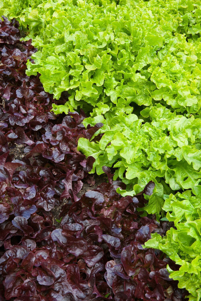 Sarah Raven Seeds Oak Leaf Collection Salatsamen 2x500 Korn ertragreich