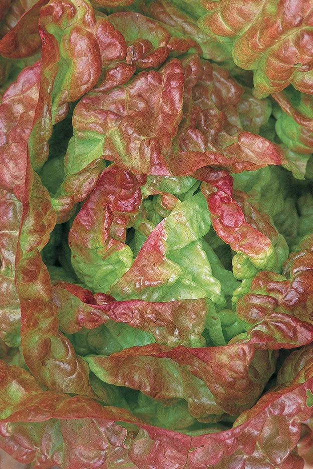 Sarah Raven Seeds Lettuce Merveille de Quatre Saisons Samen 500 bio