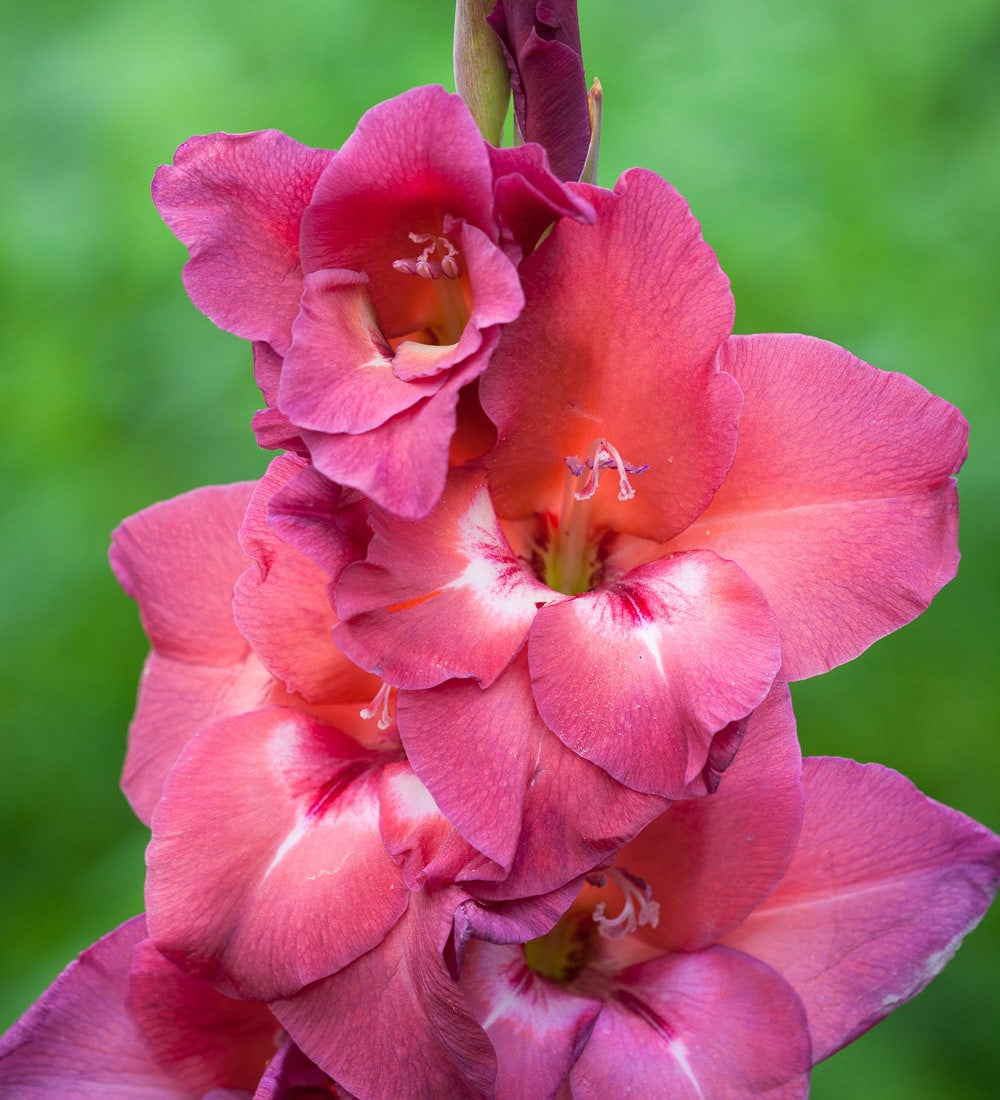 Sarah Raven Bulbs Jewel Gladioli Gladiolen 60 Knollen Mix
