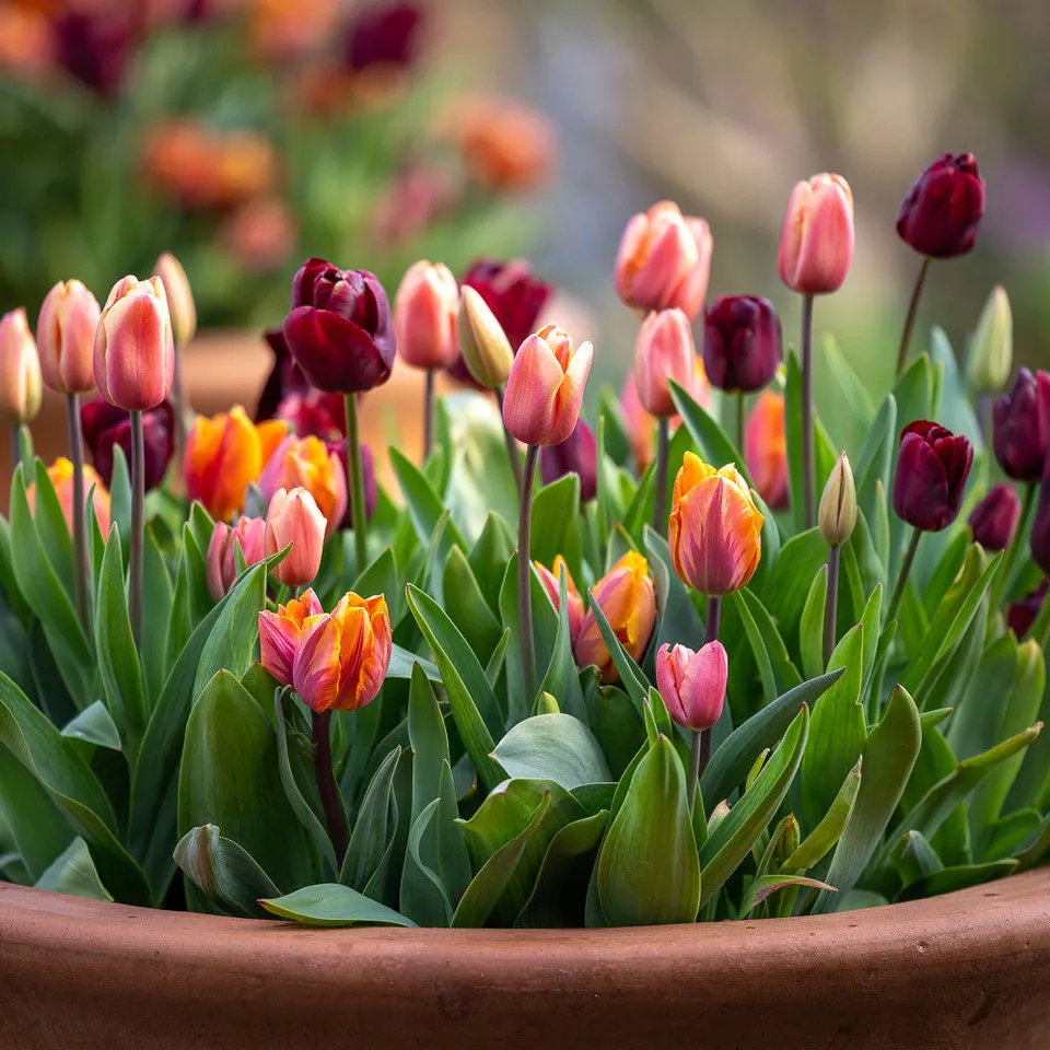Sarah Raven Bulbs Tuscan Tulip Collection Blumenzwiebeln 30 Stück Mix