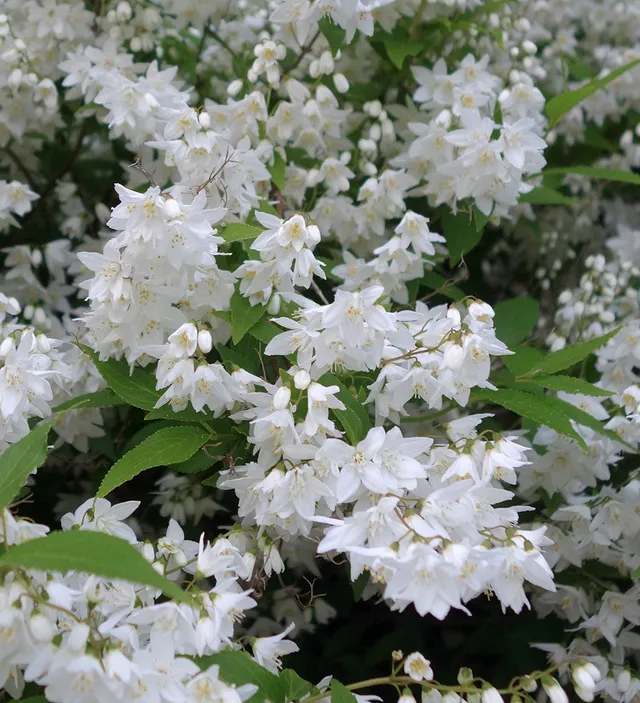 Sarah Raven Deutzia gracilis Nikko Pflanze 2 Liter kompakt