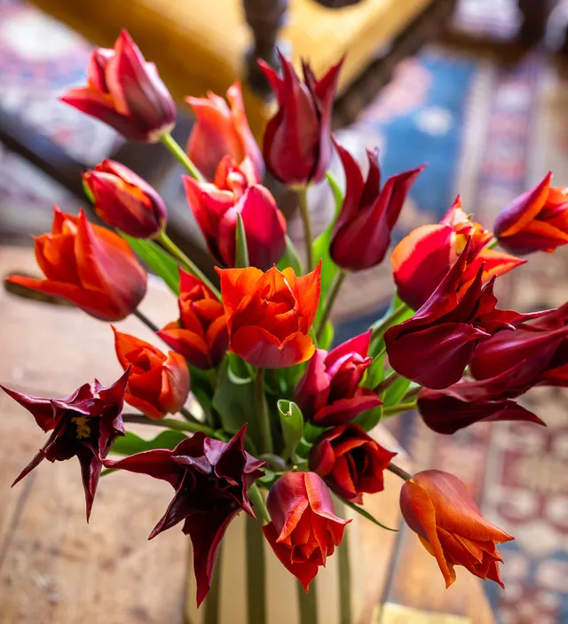 Sarah Raven Sultans Palace Tulpen Blumenzwiebeln 30 Stück rot