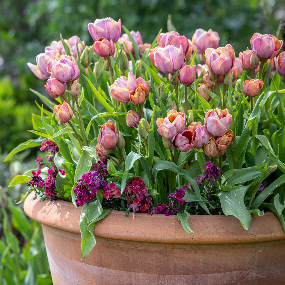 Sarah Raven Bulbs Tulip Blue Heaven Blumenzwiebeln 10 Stück