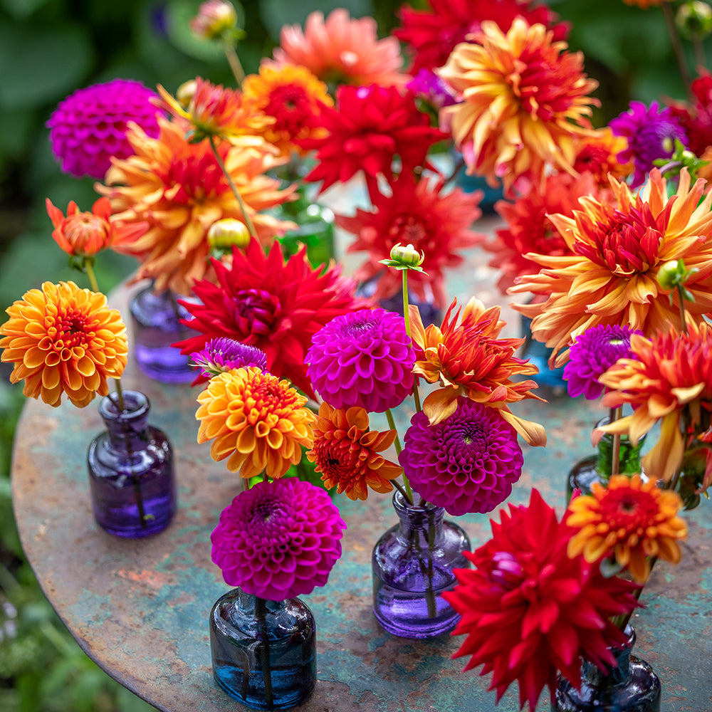 Sarah Raven Perch Hill Dahlia Day Kurs 18. September Dahlien