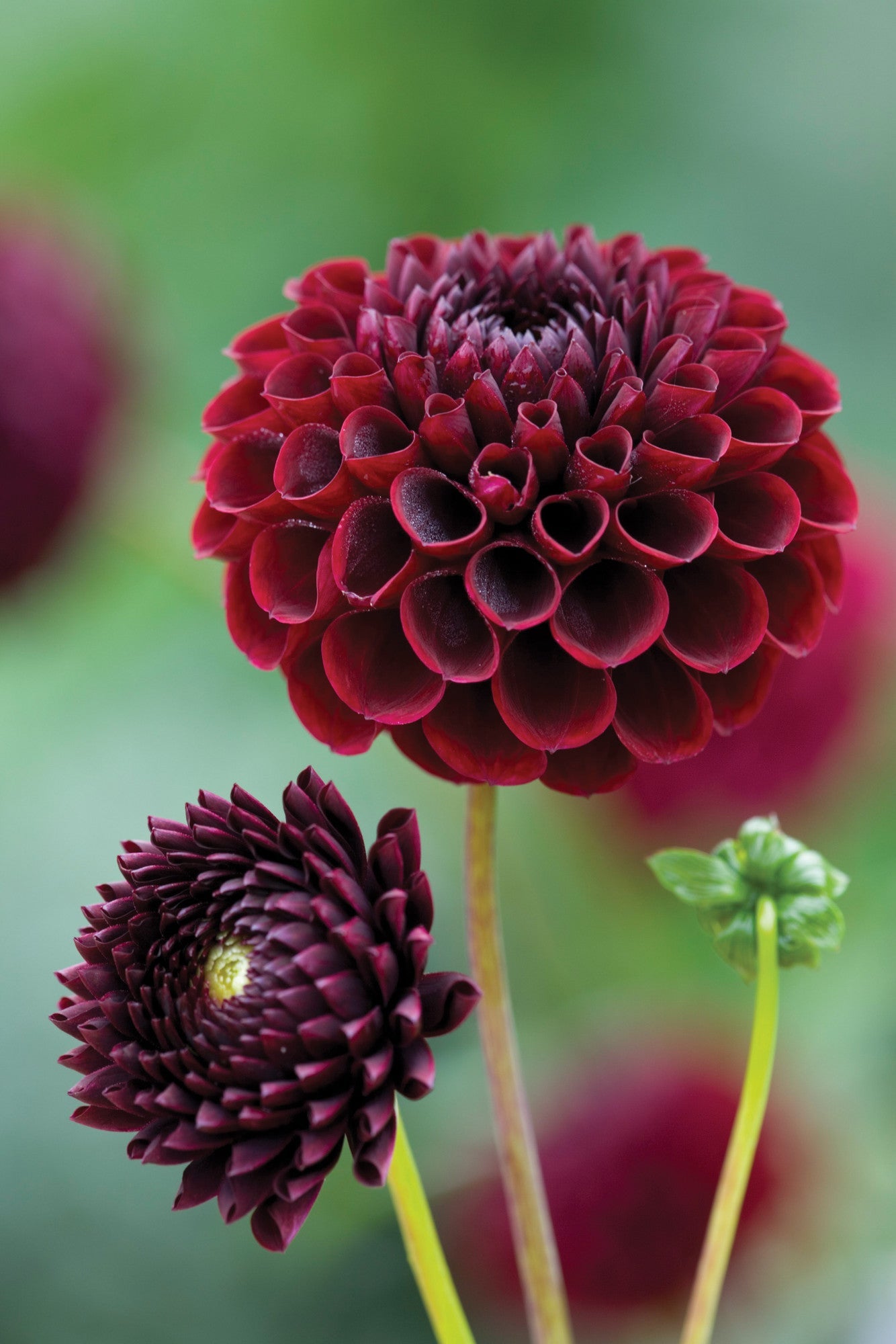 Sarah Raven Bulbs Venetian Dahlien Kollektion 8 Knollen Mix