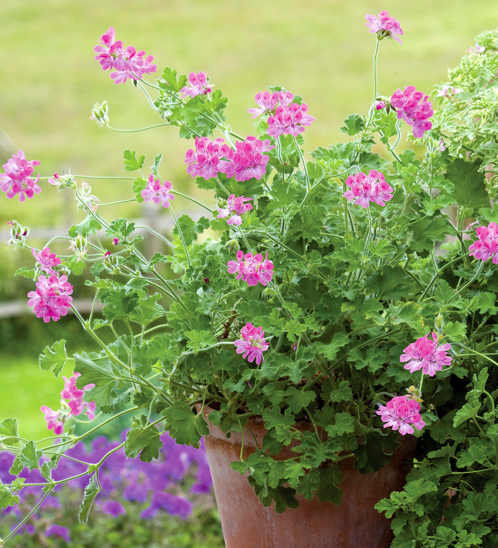 Sarah Raven Plants Pelargonium Pink Capitatum 3 Töpfe Duft