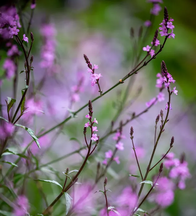 Sarah Raven Verbena Bampton Verbene 3 x 9 cm Topf Rosa