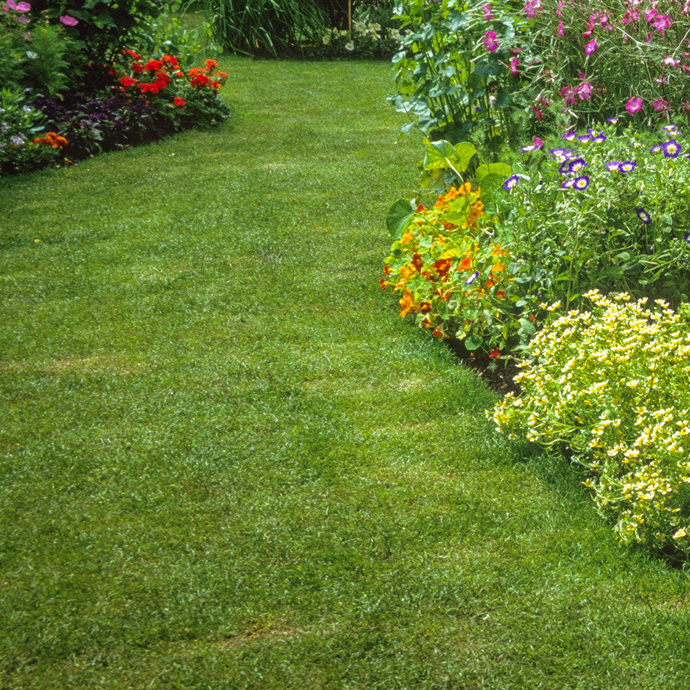 Sarah Raven Lawn Protection Nematoden 100 qm Rasen