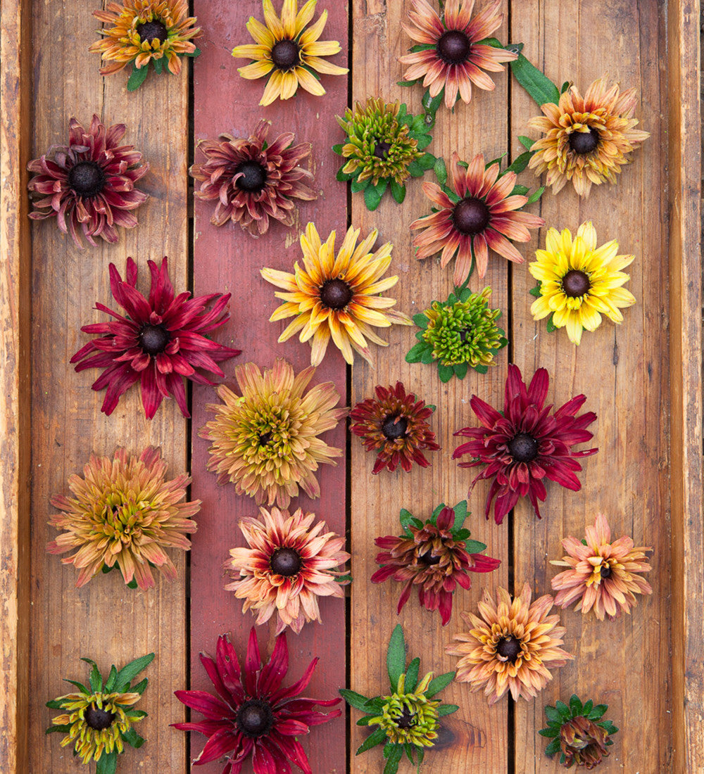 Sarah Raven Seeds Rudbeckia Sahara Mix Blumensamen 50 Samen Herbst