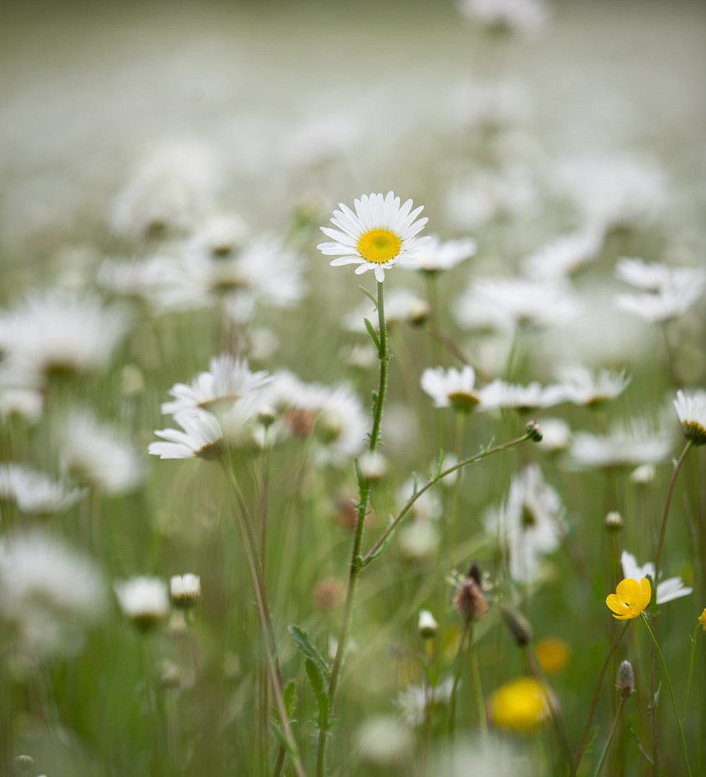 Sarah Raven Leucanthemum vulgare Samen 750 Stück Wiese