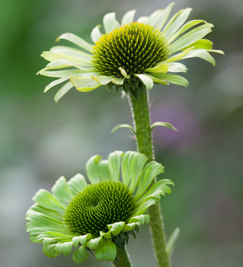 Sarah Raven Plants Echinacea Green Jewel Staude 2 Liter grün