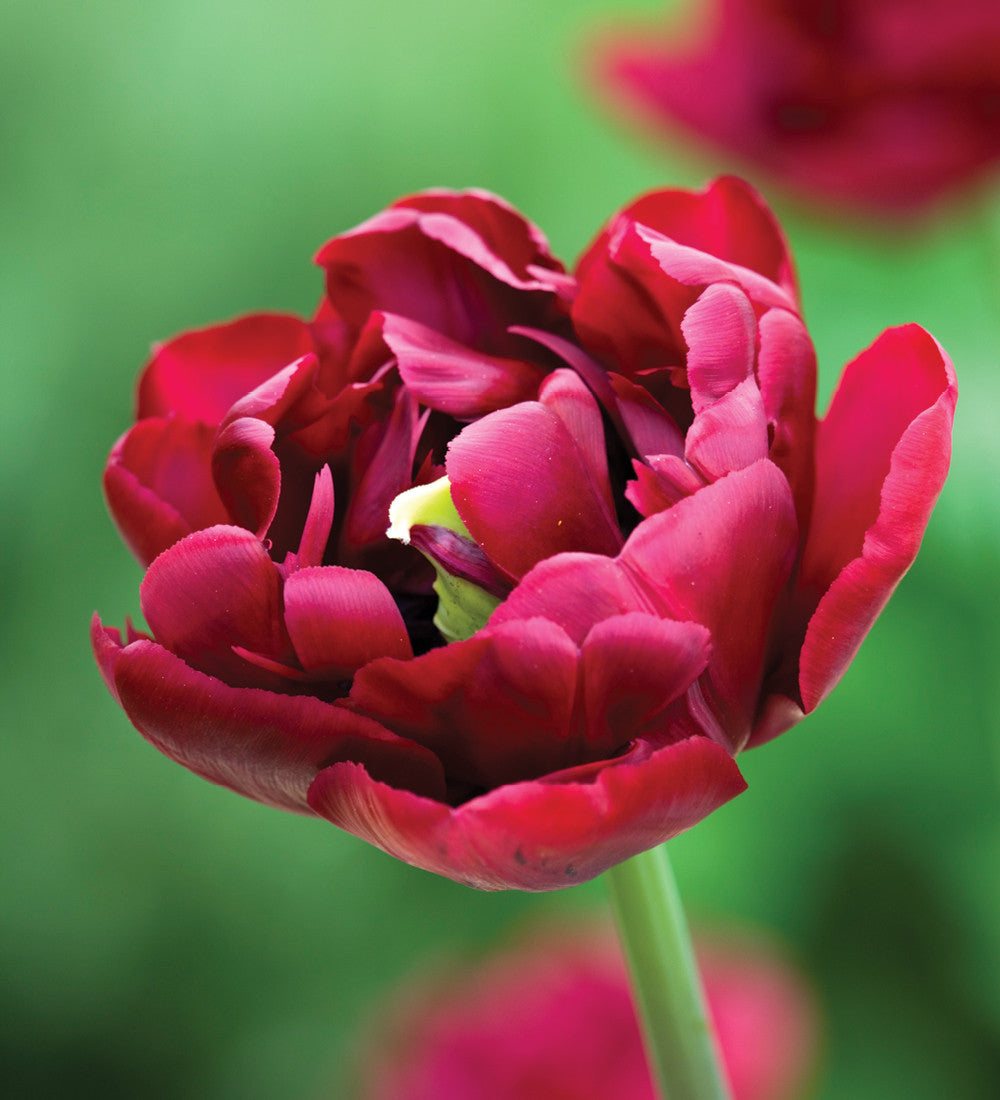 Sarah Raven Pompadour Tulpen Blumenzwiebeln 25 dunkel